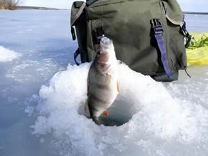 Зимняя рыбалка-окунь